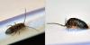 Tomocerus minor
